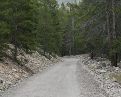 Above Midway Tank, the line continues to climb through a tunnel of pines