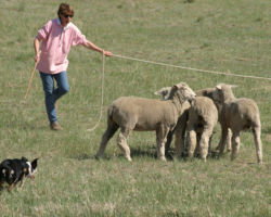 The Montana Stockdog Challenge