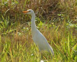 Having run out of light to the south, I headed back north. Without trains, I turned to other interests, as the Bone Valley is filled with birds of all sorts. Here's a cattle egret in a ditch near Agricola.