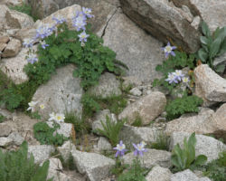 Colorado's state flower, the columbine, growing amongst the rocks up between the Palisades and the tunnel