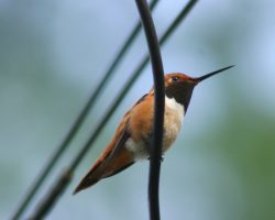 Didn't see any trains, but kept getting buzzed by this hummingbird