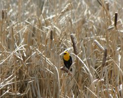 I actually stopped near Butte to check out the Rarus, but found these unusual critters - yellow-headed blackbirds - living in a swamp nearby. Odd how the colors of both are similar...