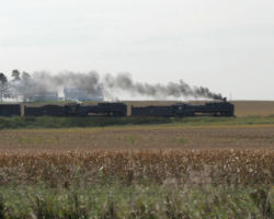 QJs in the cornfields between Walcott and Stockton (DJH Photo)
