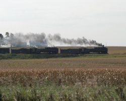 QJs in the cornfields between Walcott and Stockton (DJH Photo)