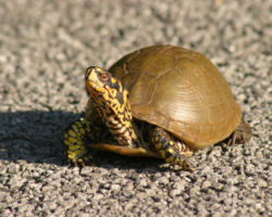 One thing you have to look out for on the backroads of northern Arkansas is, oddly enough, turtles. This one would have been tire chow if I hadn't been watching.
