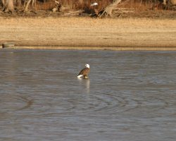 One of the non-rail visitors to the Nahant area this time of year is our national bird, the bald eagle. Sitting along the river, sometimes it's easy to have a dozen or more in view at once.