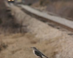 A catbird sits on a signal box ahead of our coal train