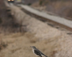 A catbird sits on a signal box ahead of our coal train
