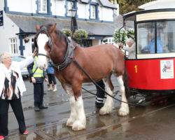 The tram horses are quite popular with the tourists.