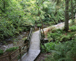 The walk through the glen on the way out is beautiful
