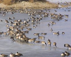What? I like geese.