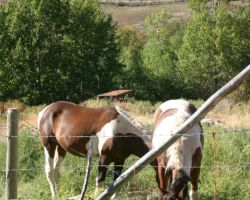 Hey guys, your replacement's in the shadows on the hill behind you...
