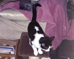 My ex's fluffballs as kittens - Hamlet and Quinn. Note how high the gain is in the scan, causing grain and the loss of black around the suitcase. But I miss these two little guys - the memories are worth more than the picture.
