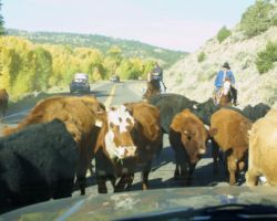 A bit of the old west still lives... right in the middle of Hwy 17 - in this case, my big grey Yukon against a big brown cow. I decided to let the cow win, but not without leaning out the window to moo at it (yes, I'm weird).