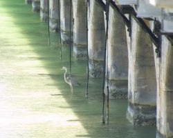 Many of the spans on the south end of the line are very short and pass over very shallow channels (some only a foot or two deep like Saddlebunch 4 here, others 10-15). An immature heron demonstrates this for us...