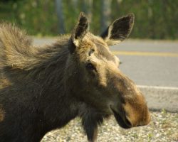 Yes, it's not a train. It's a moose, and it's in the hotel parking lot.