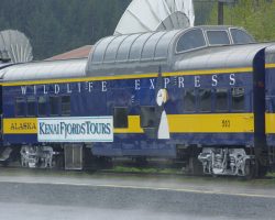 One of the more colorful passenger cars, ARR 502 sports the Kenai Fjords sign and the puffin.