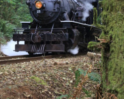 MCRR 25 looking right at home in the forest.