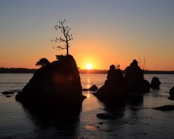 The "Three Graces" at sunset, with birds roosting on every limb.