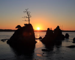 The "Three Graces" at sunset, with birds roosting on every limb.