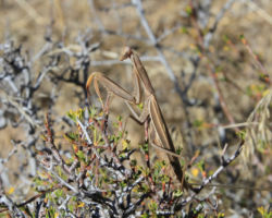 A mantis has decided to join us in the photo line