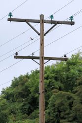 Along Henry Road between the Turnpike and PA Route 66