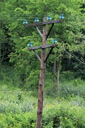 Southwest of Shrader Hollow Rd