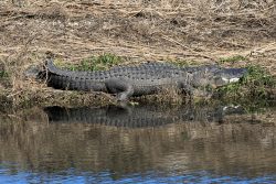The canals around the cane fields are all filled with these guys. A different sort of railfanning hazard for those of us westerners.