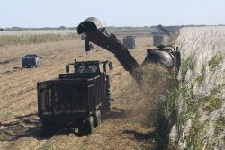 Harvesting unburnt cane along the Okeelanta Branch on Saturday