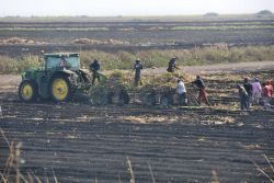 Planting cane by hand in the fields south of Okeelanta